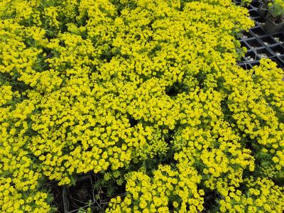 Bild von /bilder/bluehapp/thumb/eupcy_Euphorbia_cyparissias___UG11_P-3043000001_T-b_Y-25_K-17_82040.jpg