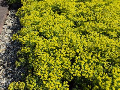 Bild von /bilder/bluehapp/thumb/eupcy_Euphorbia_cyparissias___UG11_P-3043000001_T-b_Y-25_K-18_76020.jpg