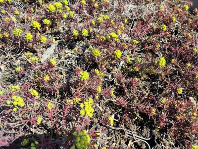 Bild von /bilder/bluehapp/thumb/eupcyfr_Euphorbia_cypar____Fens_Ruby_______P-3043008001_T-b_Y-25_K-15_77901.jpg