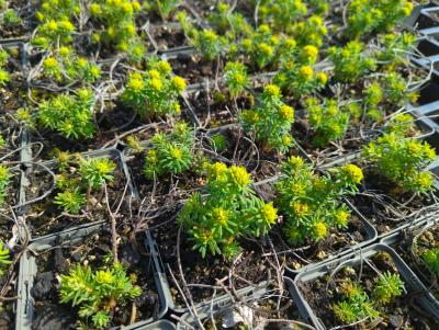 Bild von eupcytb_Euphorbia_cypar____Tall_Boy________P-3043098001_T-k_Y-23_K-16_56222_aktiv_.jpg