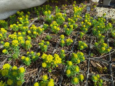 Bild von eupcytb_Euphorbia_cypar____Tall_Boy________P-3043098001_T-k_Y-23_K-16_91459_aktiv_.jpg