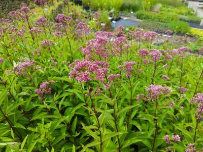 Bild von /bilder/bluehapp/thumb/eupfri_Eupatorium_fistulosum___Riesenschirm___P-3022030001_T-b_Y-24_K-32_37242_aktiv_.jpg