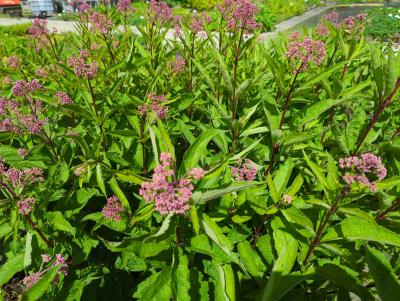 Bild von /bilder/bluehapp/thumb/eupfri_Eupatorium_fistulosum___Riesenschirm___P-3022030001_T-k_Y-23_K-31_51096_aktiv_.jpg