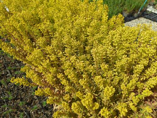 Bild von /bilder/bluehapp/thumb/eupmar_Euphorbia_x_martinii___Ascot_Rainbow_P-3044510001_T-b_Y-22_K-17_50118_aktiv_.jpg