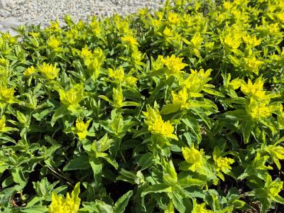 Bild von /bilder/bluehapp/thumb/euppoma_Euphorbia_epithymoides___Major_______P-3046540001_T-b_Y-25_K-16_49856.jpg