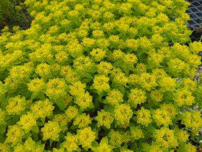 Bild von /bilder/bluehapp/thumb/euppoma_Euphorbia_polychroma___Major_______P-3046540001_T-b_Y-23_K-20_34520_aktiv_.jpg