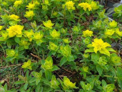 Bild von /bilder/bluehapp/thumb/euppose_Euphorbia_polychroma___Senior___P-3046587001_T-b_Y-24_K-12_89281_aktiv_.jpg