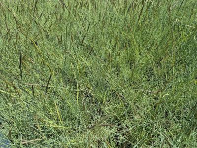 Bild von /bilder/bluehapp/thumb/fesc_Festuca_cinerea_gen__P-7802000001_T-b_Y-25_K-19_41151.jpg