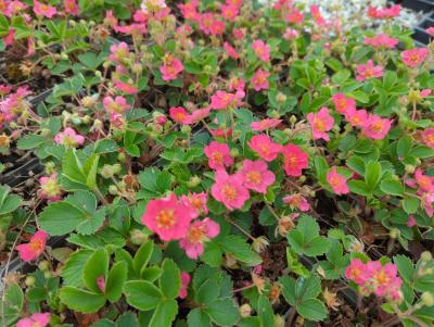 Bild von /bilder/bluehapp/thumb/fraapp_Fragaria_ananassa___Pink_Panda___P-3100310001_T-b_Y-23_K-20_96023_aktiv_.jpg
