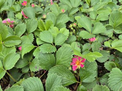 Bild von /bilder/bluehapp/thumb/fraapp_Fragaria_ananassa___Pink_Panda___P-3100310001_T-b_Y-25_K-17_29848.jpg