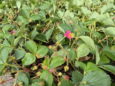 Bild von /bilder/bluehapp/thumb/fraapp_Fragaria_ananassa___Pink_Panda___P-3100310001_T-b_Y-25_K-21_49840.jpg