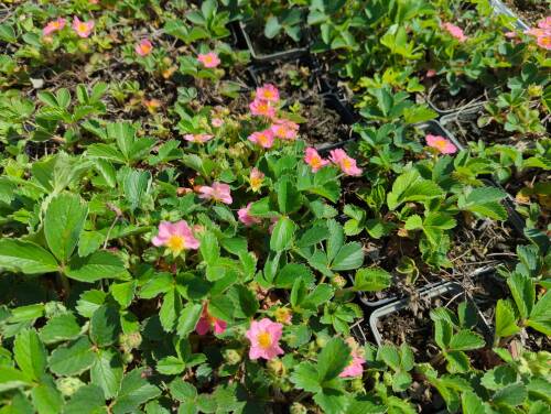 Bild von /bilder/bluehapp/thumb/fraapp_Fragaria_ananassa___Pink_Panda___P-3100310001_T-k_Y-22_K-19_32172_aktiv_.jpg