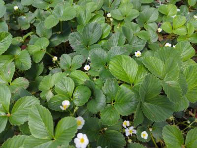 Bild von /bilder/bluehapp/thumb/frahms_Fragaria_cult____Mieze_Schindler___P-3100845001_T-b_Y-24_K-21_28572_aktiv_.jpg