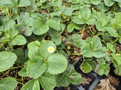 Bild von /bilder/bluehapp/thumb/frahms_Fragaria_cult____Mieze_Schindler___P-3100845001_T-b_Y-25_K-21_55138.jpg