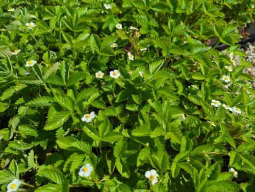 Bild von /bilder/bluehapp/thumb/fravr_Fragaria_vesca___Rügen___P-3101015001_T-b_Y-22_K-19_29566_aktiv_.jpg