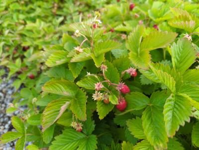 Bild von /bilder/bluehapp/thumb/fravr_Fragaria_vesca___Rügen___P-3101015001_T-b_Y-22_K-23_51452_aktiv_.jpg