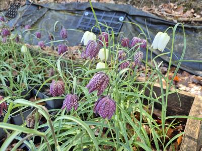 Bild von /bilder/bluehapp/thumb/frim_Fritillaria_meliagris___P-3121500001_T-b_Y-26_K-17_49913.jpg