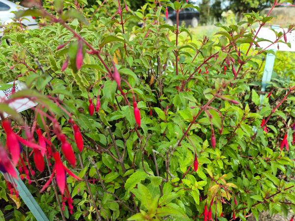 Bild von /bilder/bluehapp/thumb/fucmri_Fuchsia_magellanica___Ricartonii_____P-3131010001_T-k_Y-26_K-36_45035.jpg