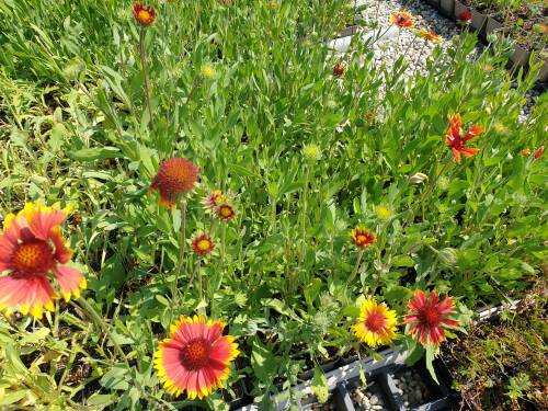 Bild von Gaillardia x-grandiflorum Bremen