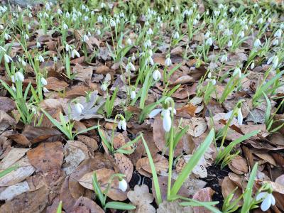 Bild von /bilder/bluehapp/thumb/galn_Galanthus_nivalis___P-3161000001_T-b_Y-25_K-14_29789.jpg