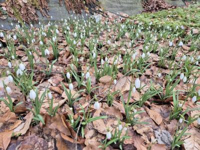 Bild von /bilder/bluehapp/thumb/galn_Galanthus_nivalis___P-3161000001_T-b_Y-26_K-10_64954.jpg