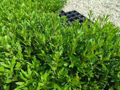 Bild von gaul_Gaura_lindheimerii___P-3221000001_T-k_Y-22_K-23_32794_aktiv_.jpg