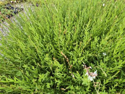 Bild von /bilder/bluehapp/thumb/gaul_Gaura_lindheimerii___P-3221000001_T-k_Y-25_K-26_96931.jpg