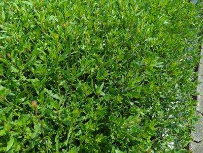 Bild von /bilder/bluehapp/thumb/gaulsb_Gaura_lindheim____Summer_Breeze___P-3221070001_T-k_Y-23_K-24_59255_aktiv_.jpg