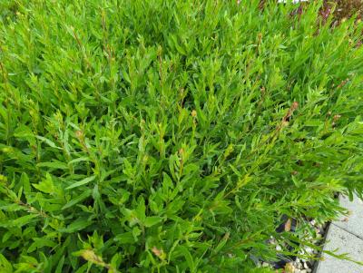 Bild von /bilder/bluehapp/thumb/gaulsb_Gaura_lindheim____Summer_Breeze___P-3221070001_T-k_Y-24_K-25_74928_aktiv_.jpg