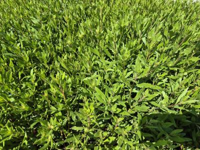 Bild von /bilder/bluehapp/thumb/gaulsb_Gaura_lindheim____Summer_Breeze___P-3221070001_T-k_Y-25_K-24_45328.jpg