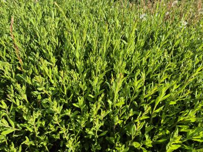 Bild von /bilder/bluehapp/thumb/gaulsb_Gaura_lindheim____Summer_Breeze___P-3221070001_T-k_Y-25_K-25_97001.jpg