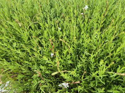 Bild von /bilder/bluehapp/thumb/gaulsb_Gaura_lindheim____Summer_Breeze___P-3221070001_T-k_Y-25_K-26_94309.jpg
