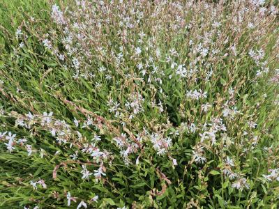 Bild von /bilder/bluehapp/thumb/gaulsw_Gaura_lindheimerii___Sparkle_White___P-3221066001_T-b_Y-25_K-26_30160.jpg