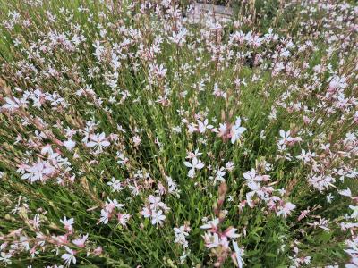 Bild von /bilder/bluehapp/thumb/gaulsw_Gaura_lindheimerii___Sparkle_White___P-3221066001_T-b_Y-25_K-28_74908.jpg
