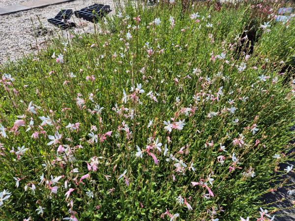 Bild von /bilder/bluehapp/thumb/gaulsw_Gaura_lindheimerii___Sparkle_White___P-3221066001_T-b_Y-26_K-27_17306.jpg