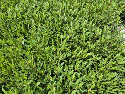 Bild von Gaura lindheimerii Sparkle-White