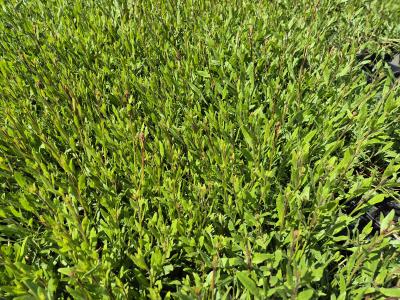 Bild von /bilder/bluehapp/thumb/gaulsw_Gaura_lindheimerii___Sparkle_White___P-3221066001_T-k_Y-25_K-24_42396.jpg