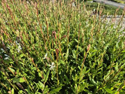 Bild von /bilder/bluehapp/thumb/gaulsw_Gaura_lindheimerii___Sparkle_White___P-3221066001_T-k_Y-25_K-25_33157.jpg