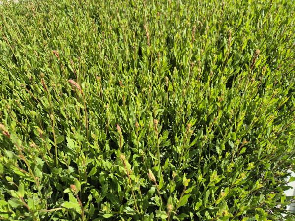 Bild von /bilder/bluehapp/thumb/gaulsw_Gaura_lindheimerii___Sparkle_White___P-3221066001_T-k_Y-26_K-24_28767.jpg