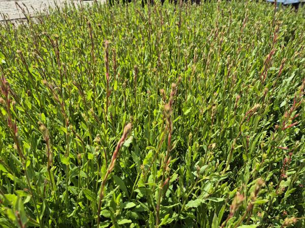 Bild von /bilder/bluehapp/thumb/gaulsw_Gaura_lindheimerii___Sparkle_White___P-3221066001_T-k_Y-26_K-25_73021.jpg