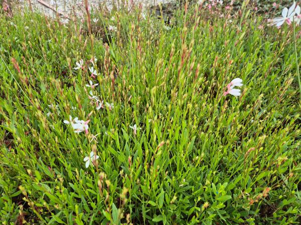 Bild von /bilder/bluehapp/thumb/gaulsw_Gaura_lindheimerii___Sparkle_White___P-3221066001_T-k_Y-26_K-37_69712.jpg