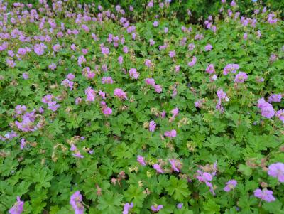 Bild von /bilder/bluehapp/thumb/gercca_Geranium_x_cantabr____Cambridge_____P-3261015001_T-b_Y-22_K-21_35783_aktiv_.jpg