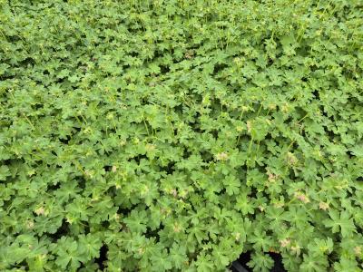 Bild von /bilder/bluehapp/thumb/gercca_Geranium_x_cantabr____Cambridge_____P-3261015001_T-k_Y-25_K-17_49787.jpg