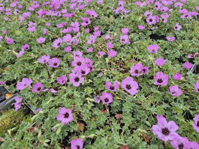 Bild von /bilder/bluehapp/thumb/gerciba_Geranium_cinereum___Ballerina______P-3261510001_T-b_Y-25_K-20_98973.jpg