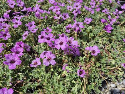 Bild von /bilder/bluehapp/thumb/gerciba_Geranium_cinereum___Ballerina______P-3261510001_T-b_Y-25_K-21_19292.jpg