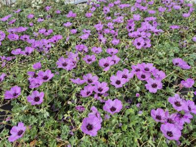 Bild von /bilder/bluehapp/thumb/gerciba_Geranium_cinereum___Ballerina______P-3261510001_T-b_Y-25_K-22_43262.jpg