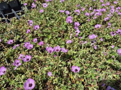 Bild von /bilder/bluehapp/thumb/gerciba_Geranium_cinereum___Ballerina______P-3261510001_T-b_Y-25_K-24_39998.jpg