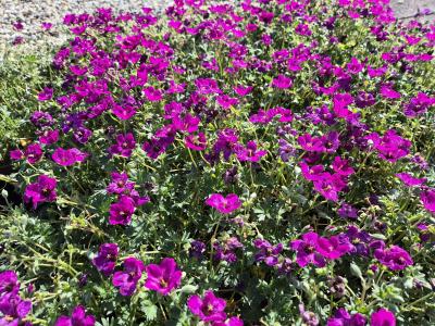 Bild von /bilder/bluehapp/thumb/gercica_Geranium_cinereum___Carol___S__P-3261512001_T-b_Y-26_K-22_28089.jpg