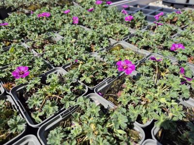 Bild von /bilder/bluehapp/thumb/gercilf_Geranium_cin____Laurence_Flatman______P-3261513001_T-k_Y-26_K-19_33746.jpg