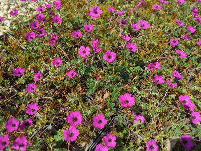 Bild von /bilder/bluehapp/thumb/gercsgu_Geranium_cin__sub____Guiseppii_____P-3262005001_T-b_Y-24_K-20_70813_aktiv_.jpg